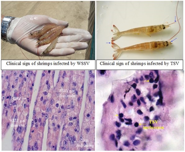 Chống virus đốm trắng WSSV ở tôm